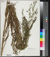 Ludwigia decurrens image