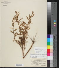 Ludwigia glandulosa image