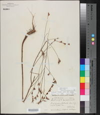 Ludwigia linearis image