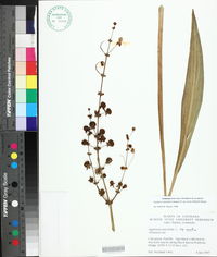 Sagittaria lancifolia subsp. media image