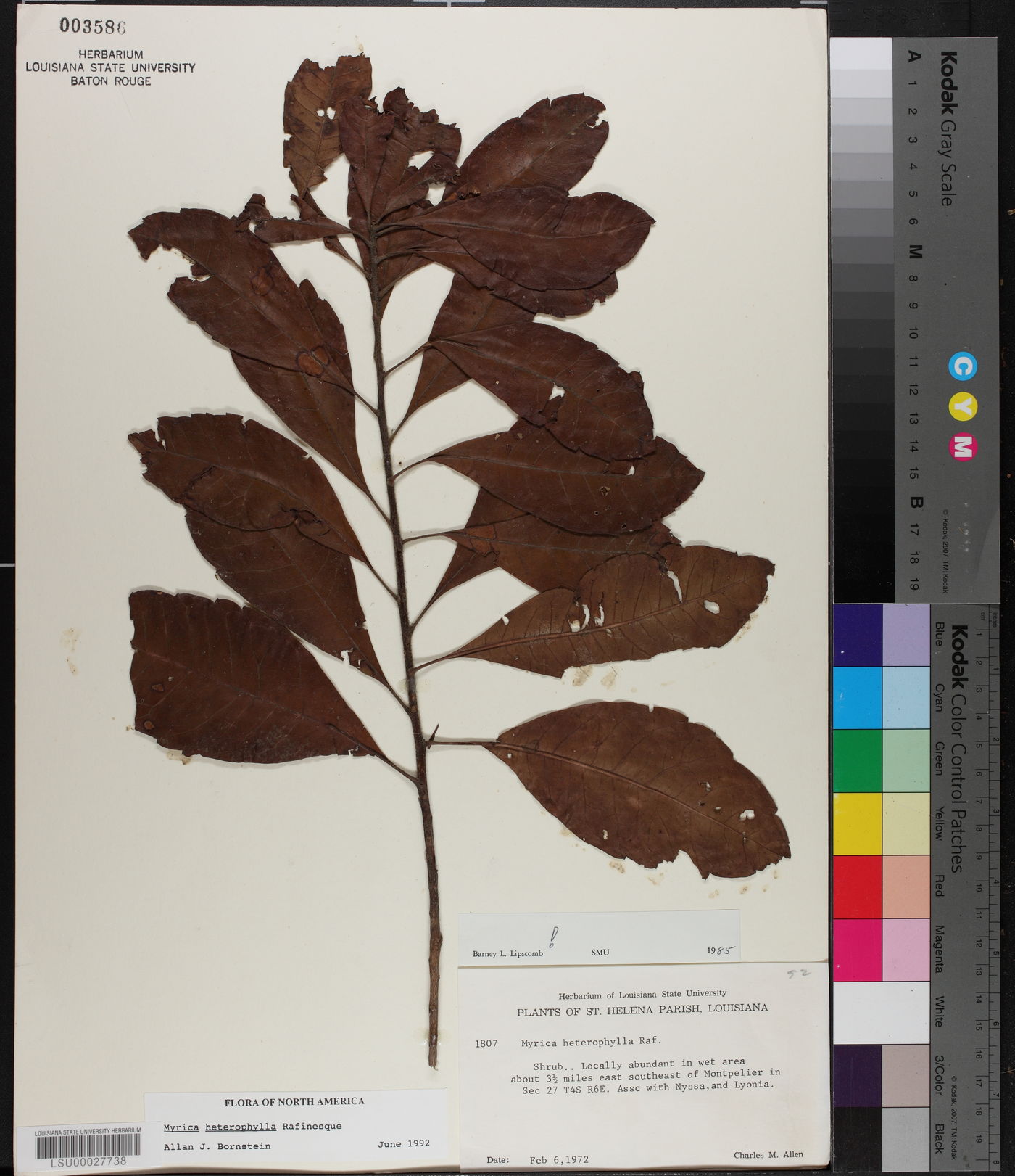Morella caroliniensis image