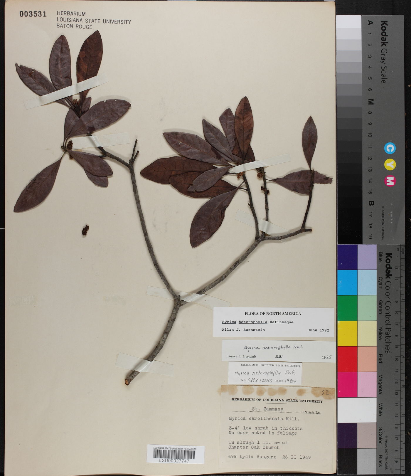 Morella caroliniensis image