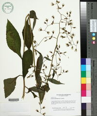 Lactuca floridana image