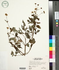 Bidens pilosa image