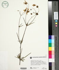 Bidens aristosa image