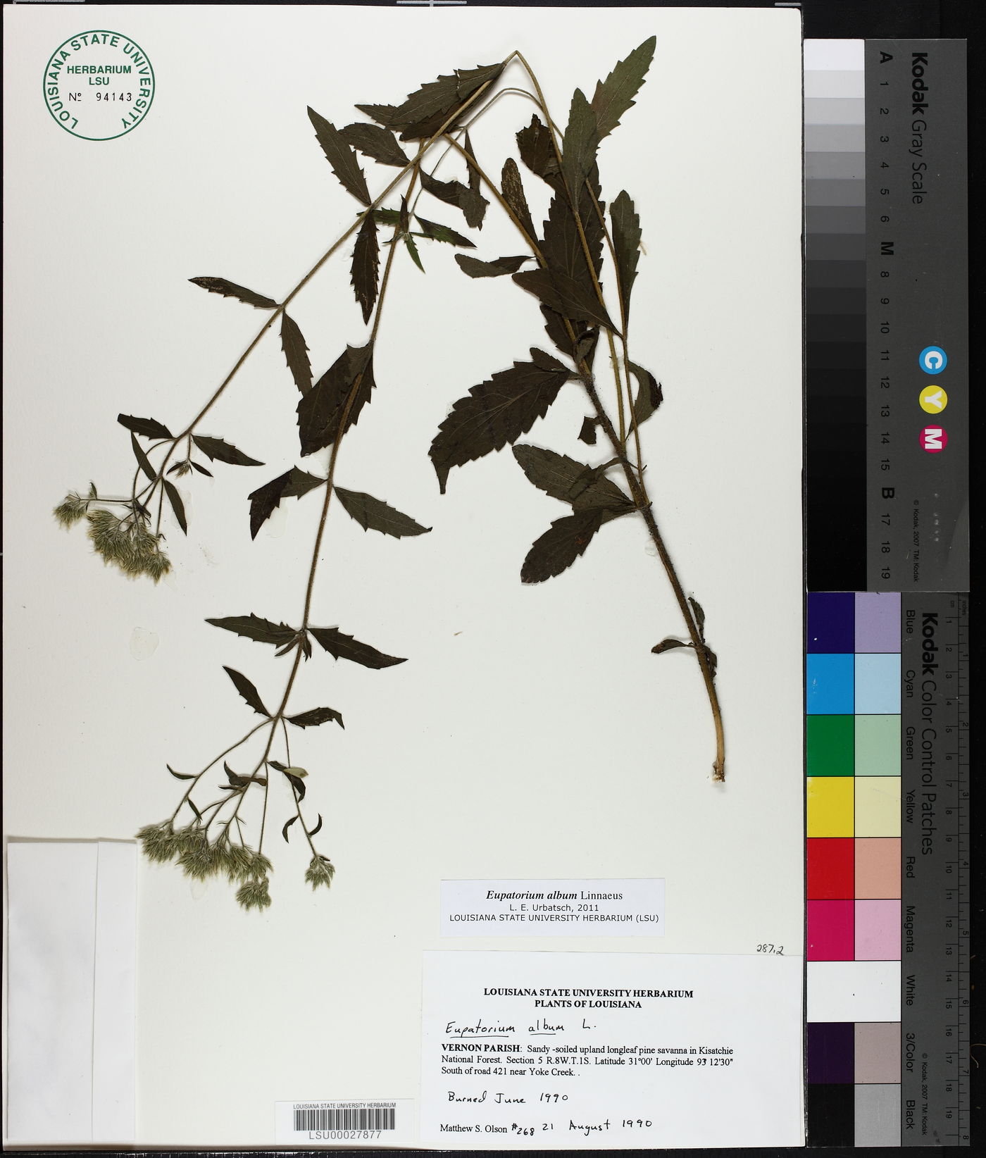 Eupatorium album image