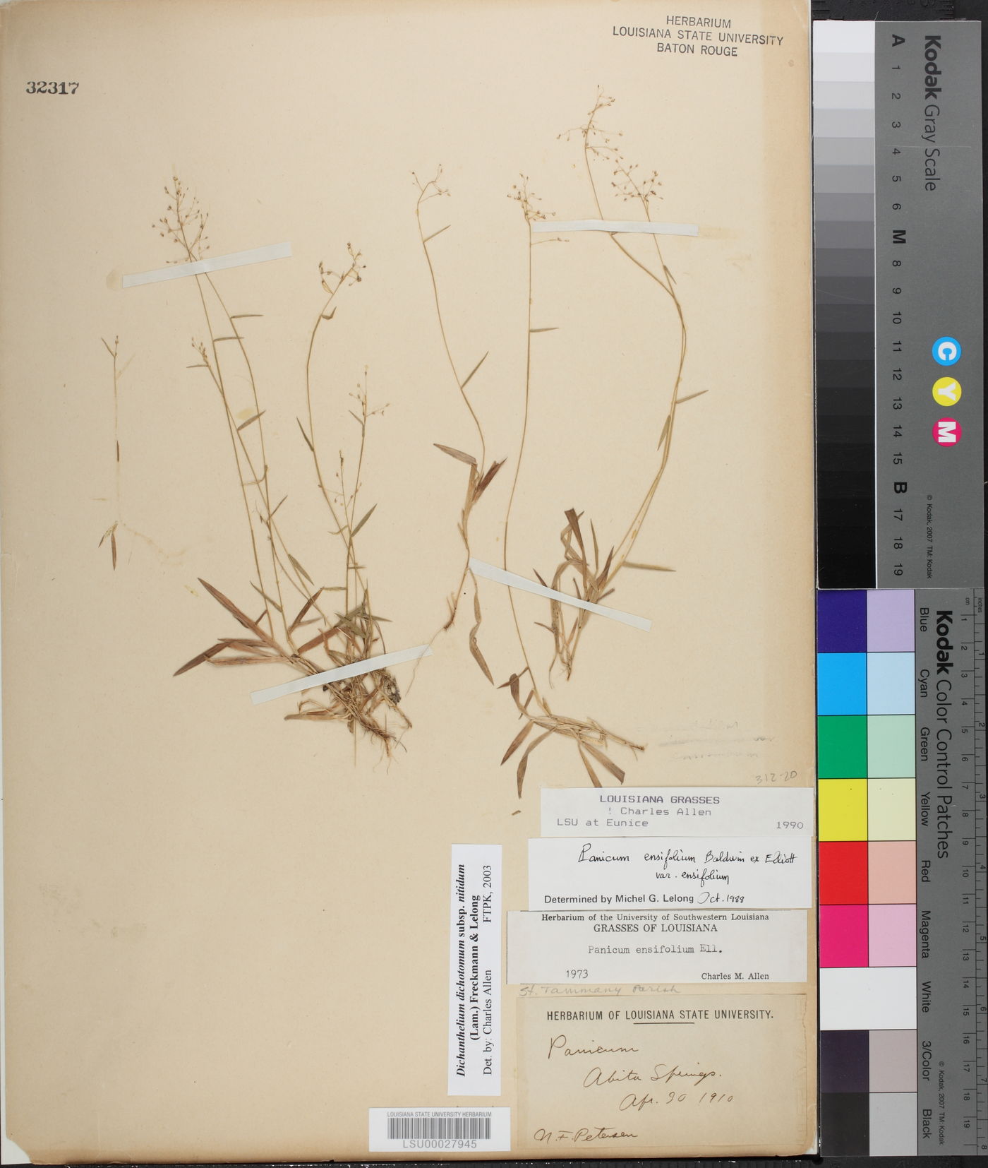 Dichanthelium dichotomum subsp. nitidum image