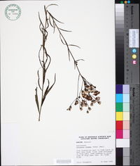 Vernonia texana image