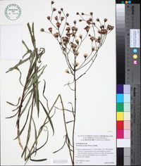 Vernonia texana image