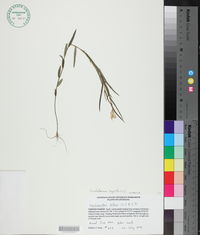 Crotalaria sagittalis image