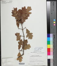 Quercus margarettae image