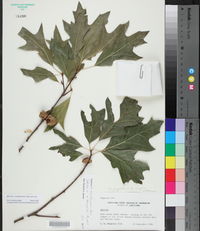 Quercus x moultonensis image