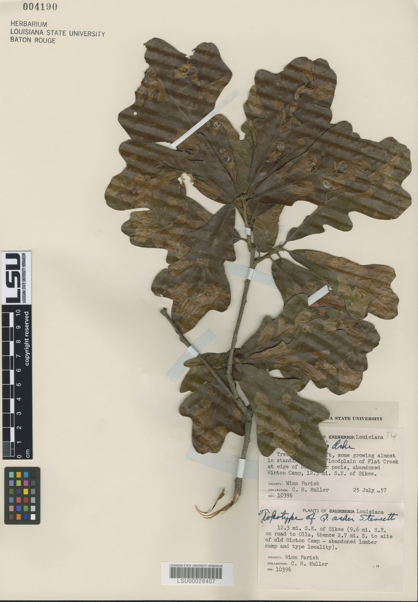 Quercus similis image