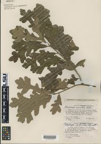 Quercus similis image