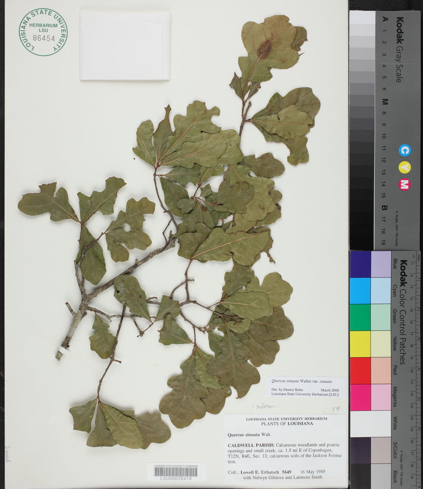 Quercus durandii var. durandii image