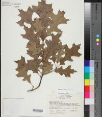 Quercus texana image
