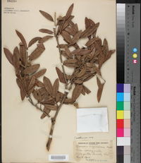 Quercus virginiana image