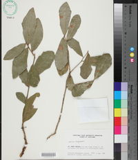 Quercus virginiana image