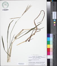 Paspalum hydrophilum image