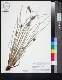 Fimbristylis miliacea image