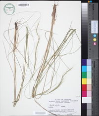 Aristida palustris image