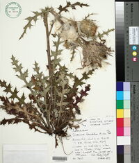 Cirsium horridulum image