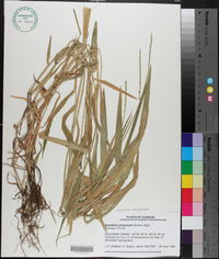 Urochloa platyphylla image