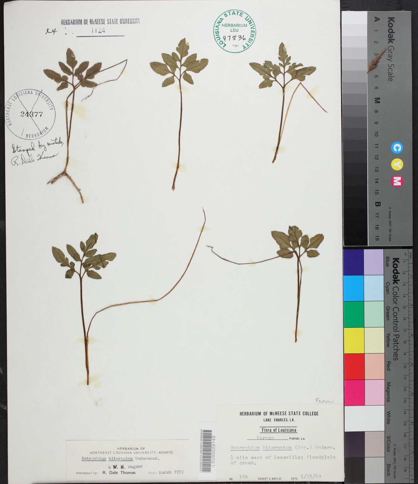 Sceptridium biternatum image