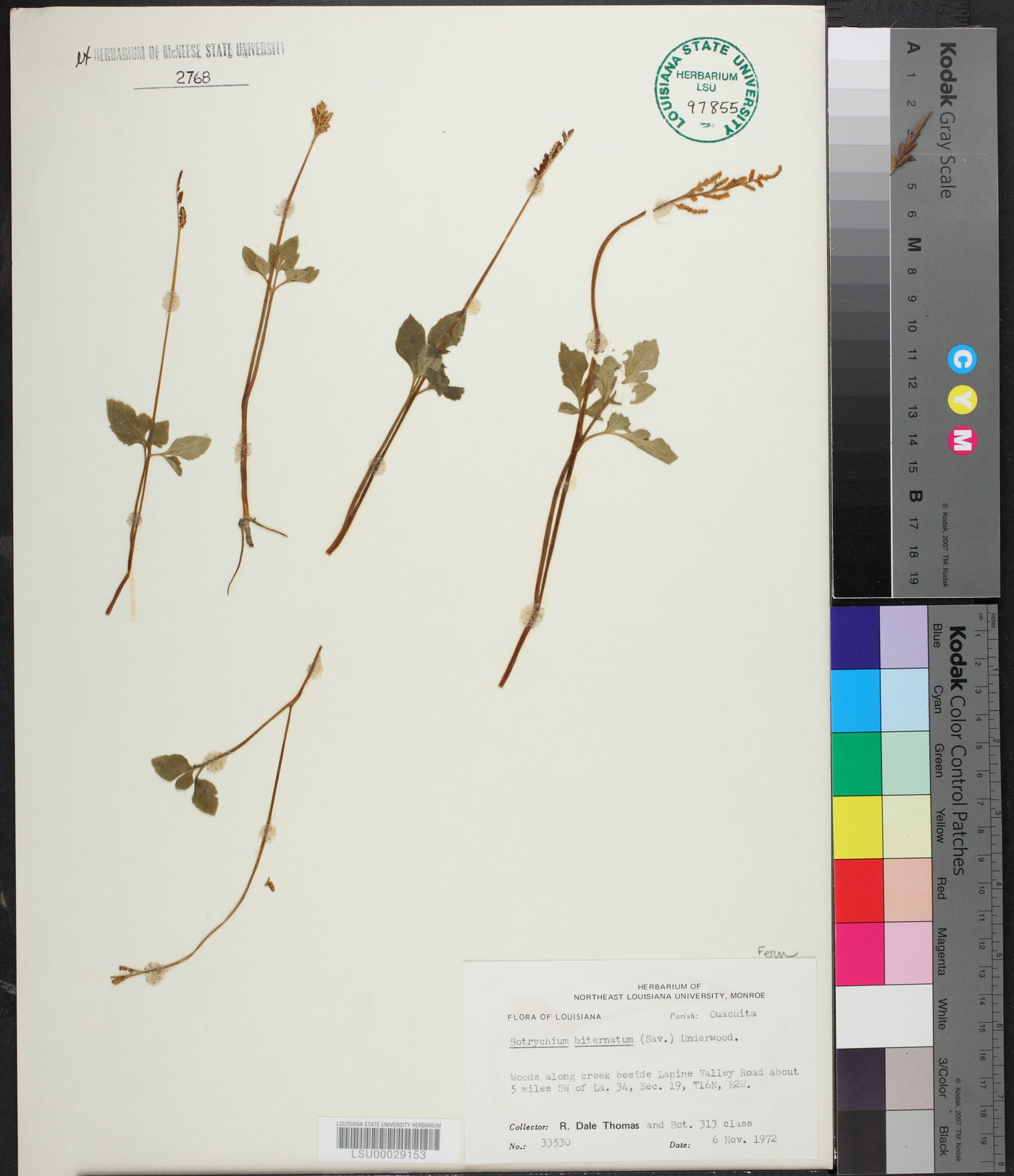 Sceptridium biternatum image
