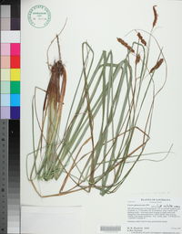 Carex glaucescens image