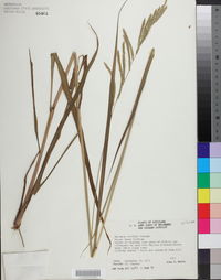 Paspalum urvillei image