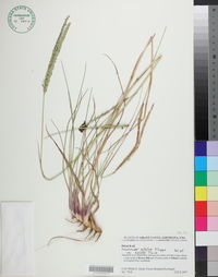 Paspalum notatum image