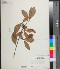 Quercus laurifolia image