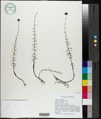 Sclerolepis uniflora image