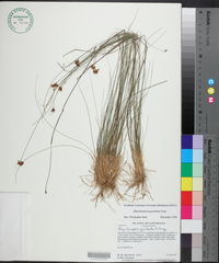 Rhynchospora gracilenta image