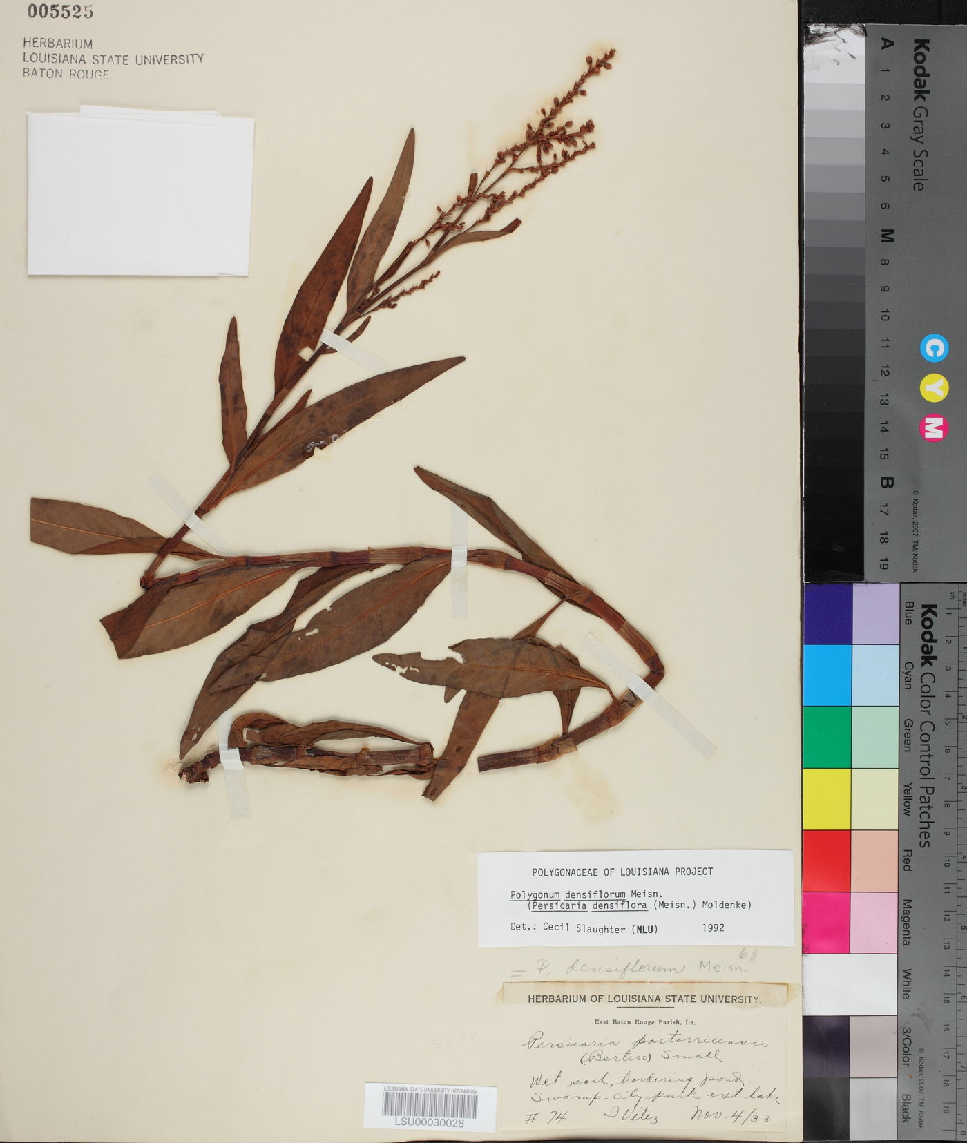 Polygonum glabrum image
