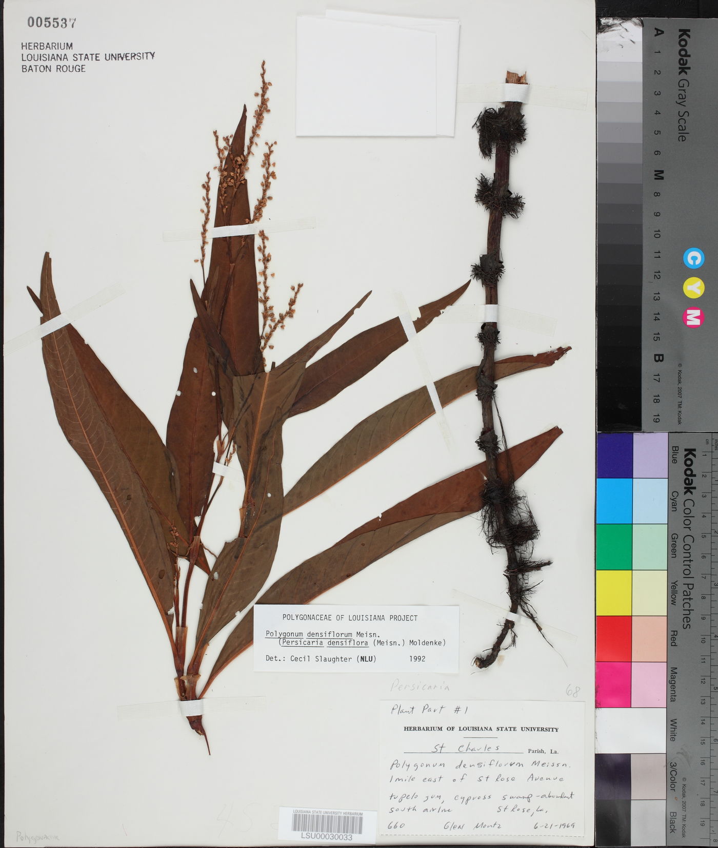 Polygonum glabrum image