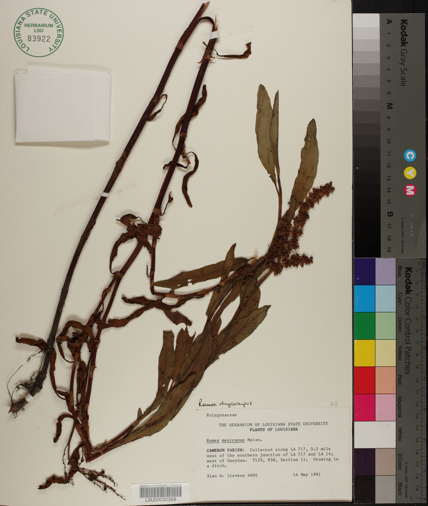 Rumex chrysocarpus image