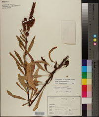 Rumex chrysocarpus image
