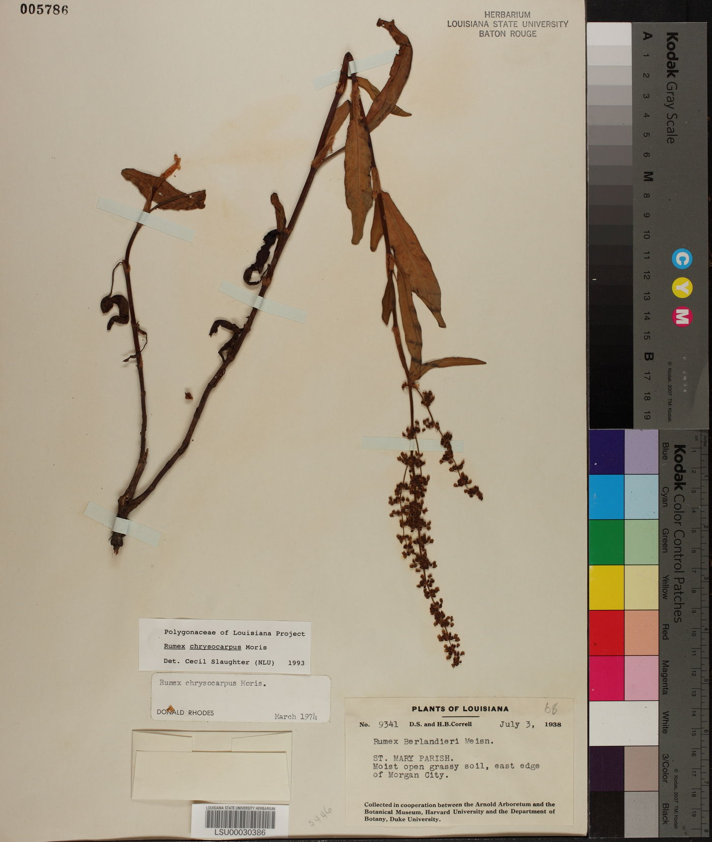 Rumex chrysocarpus image