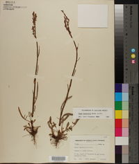 Rumex hastatulus image