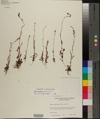 Rumex hastatulus image