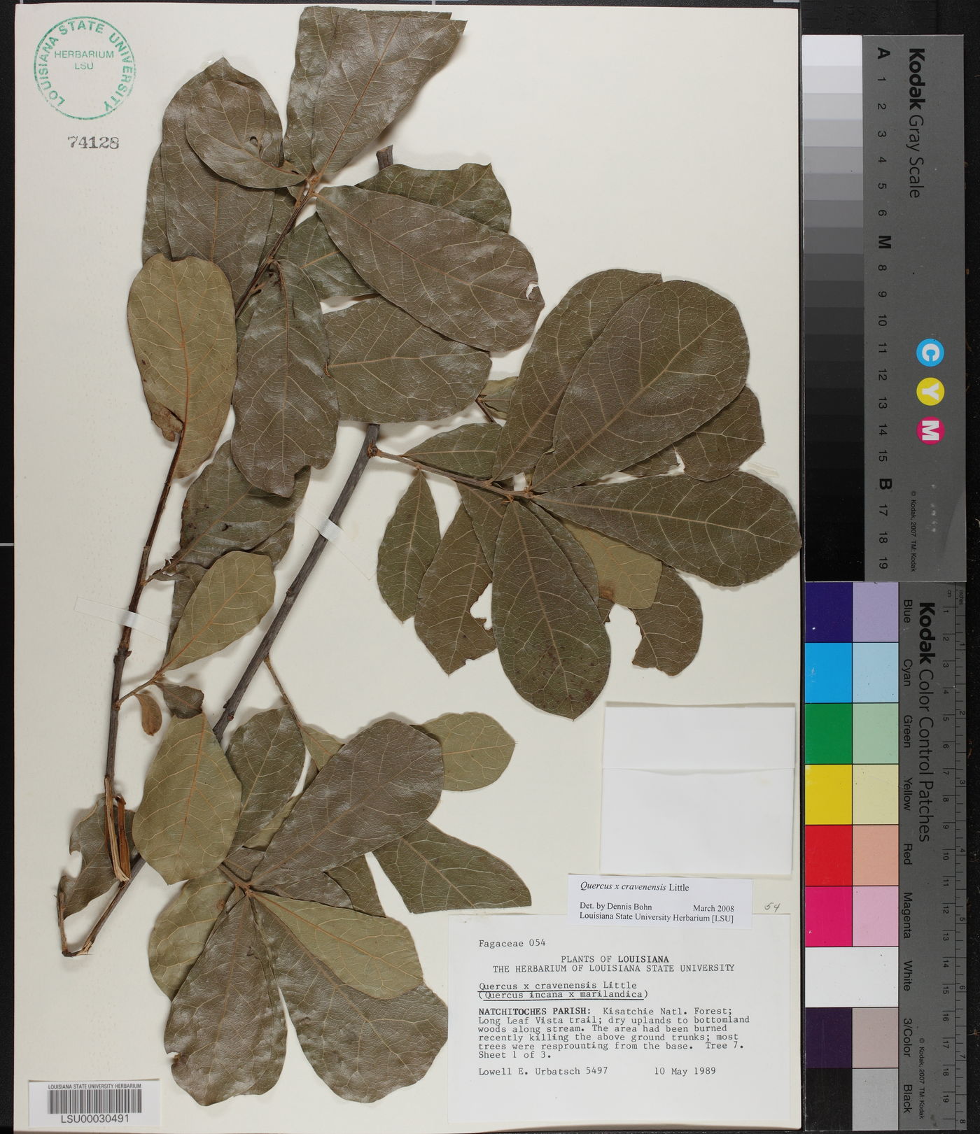 Quercus x cravenensis image