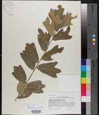 Quercus x cravenensis image