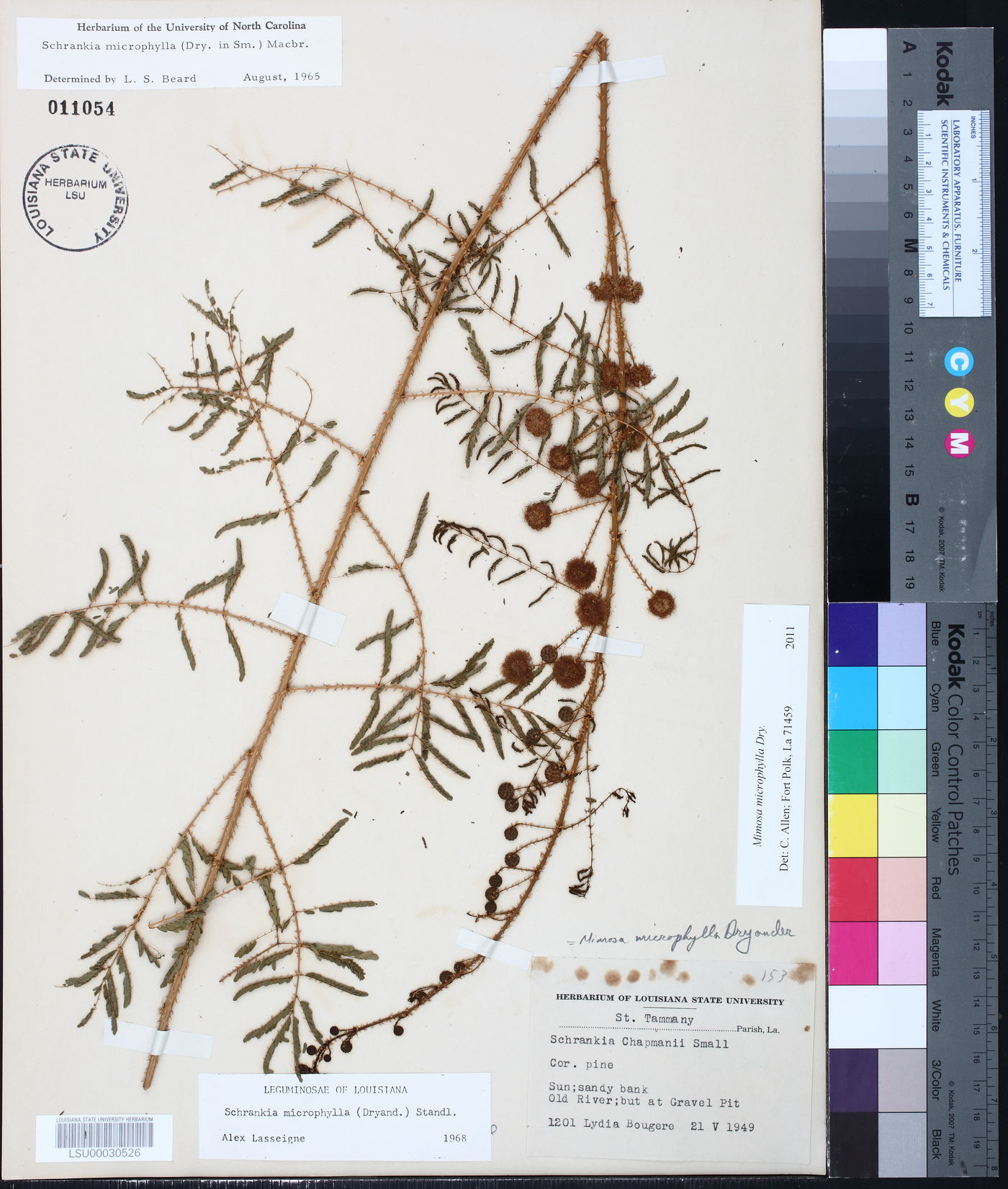 Mimosa microphylla image