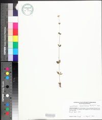 Mitreola sessilifolia image