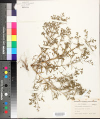 Polypremum procumbens image