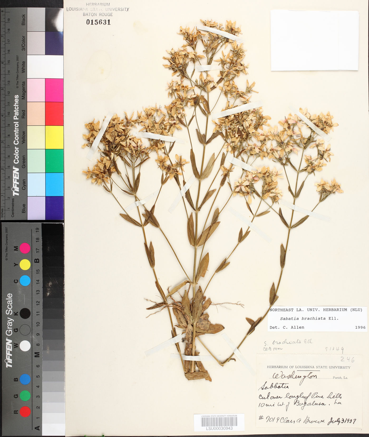Sabatia brachiata image
