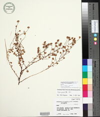 Symphyotrichum praealtum image