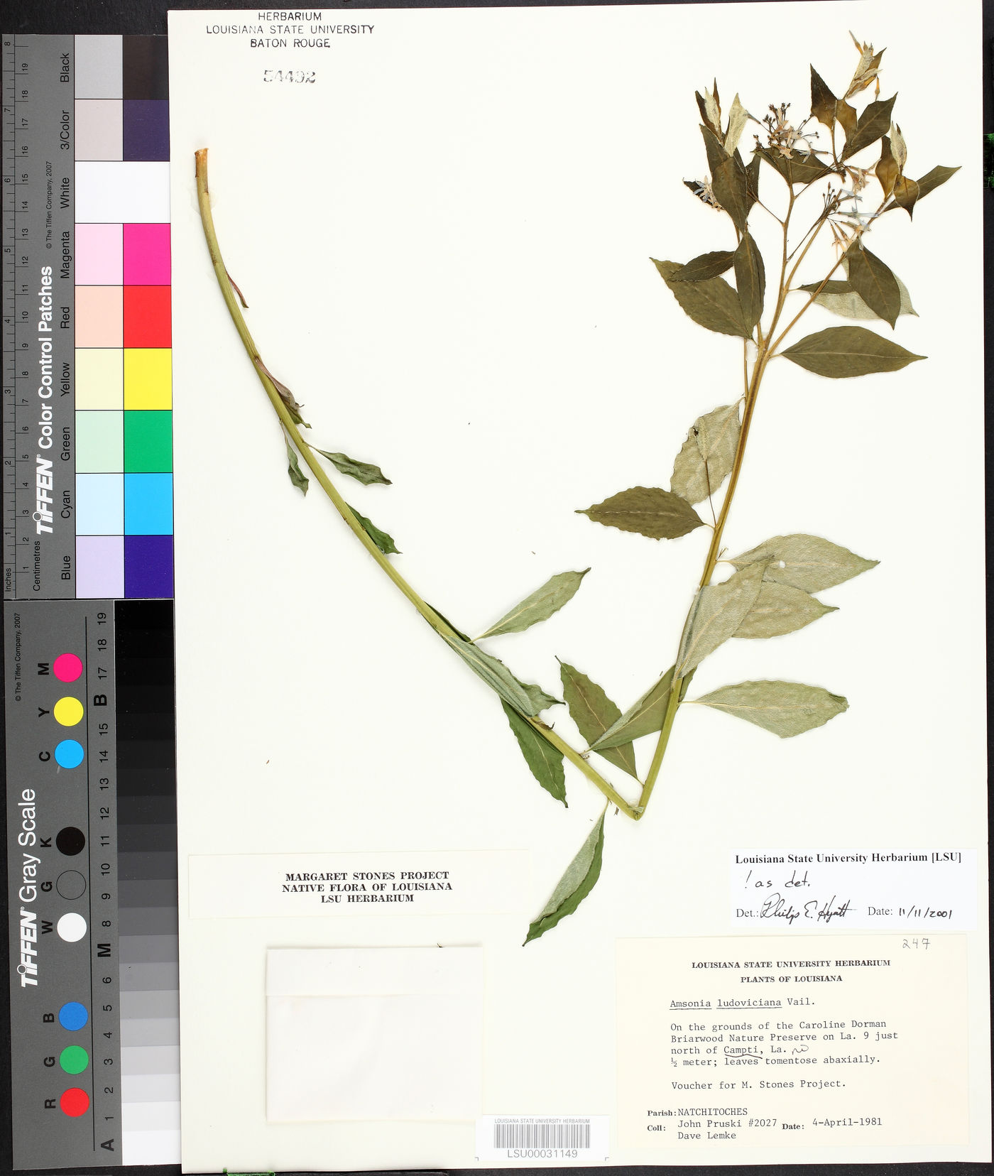 Amsonia ludoviciana image